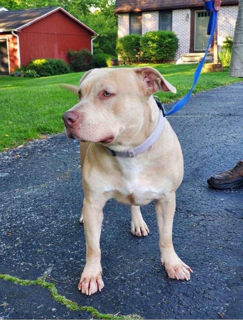 Enlarge Mondo, a ADOPTABLE Mixed Breed in New Albany, OH image 1/4