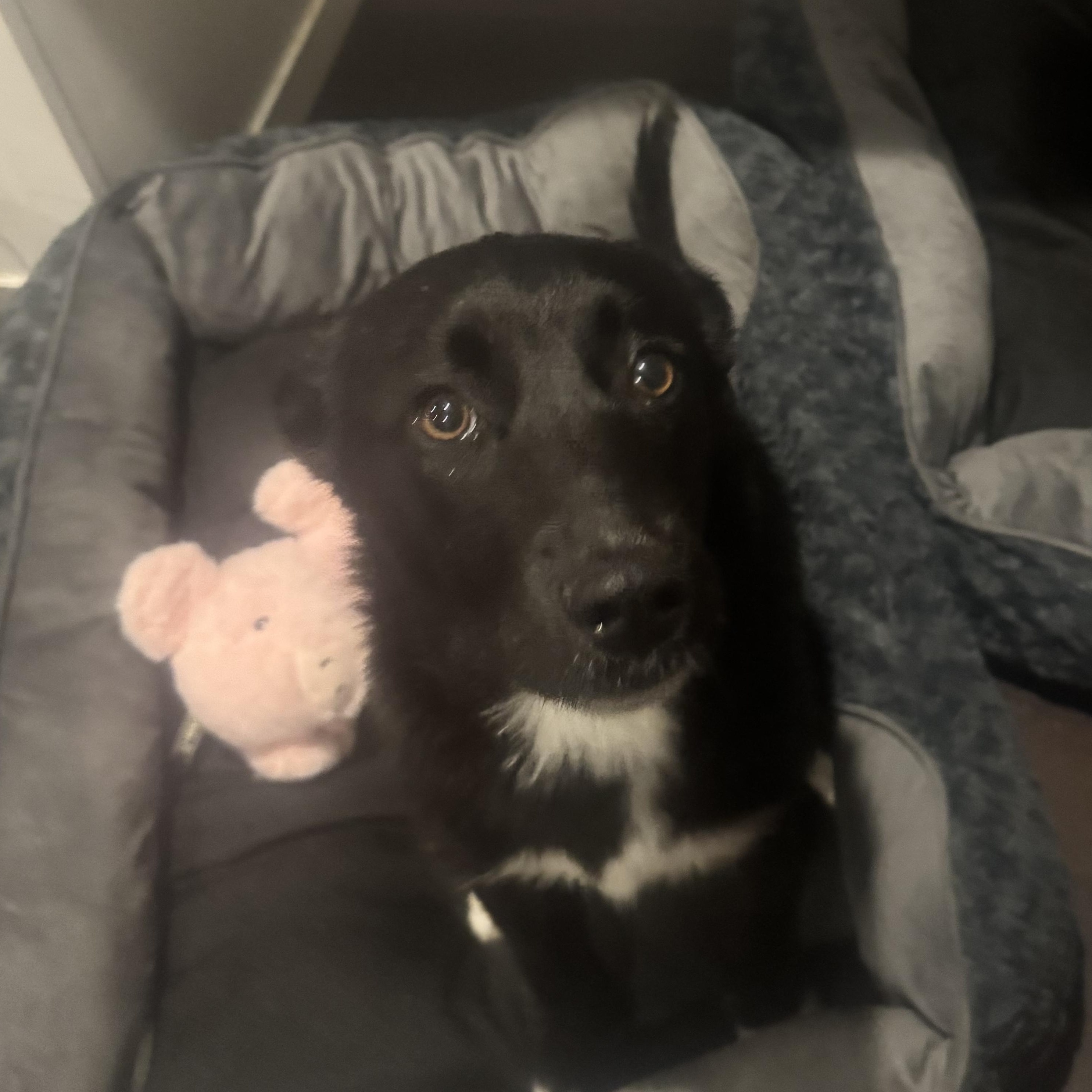 Enlarge Emma, a ADOPTABLE mixed breed in Newfoundland, NJ image 2/5