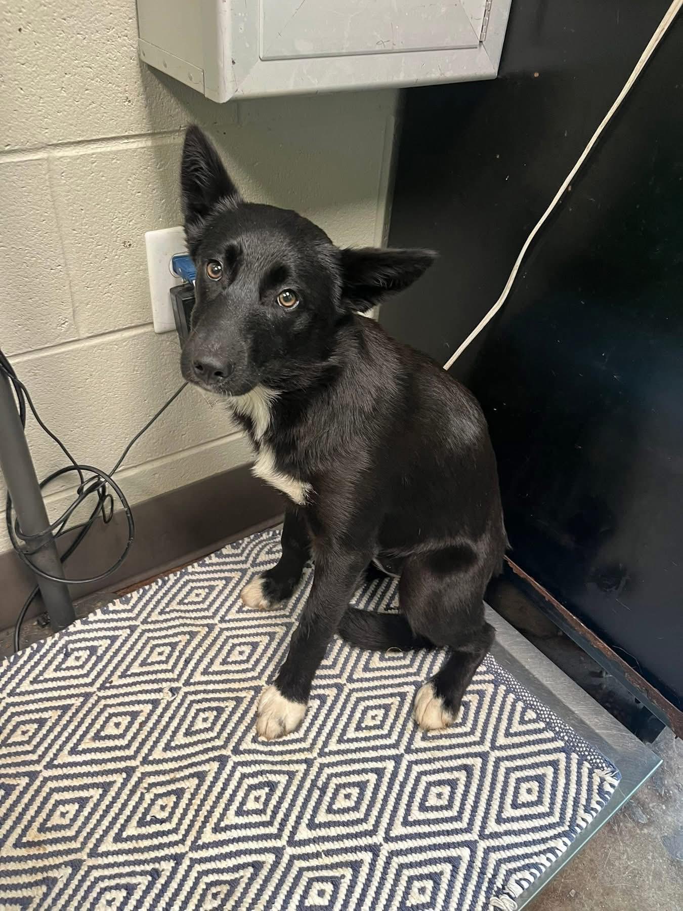 Enlarge Emma, a ADOPTABLE mixed breed in Newfoundland, NJ image 4/5