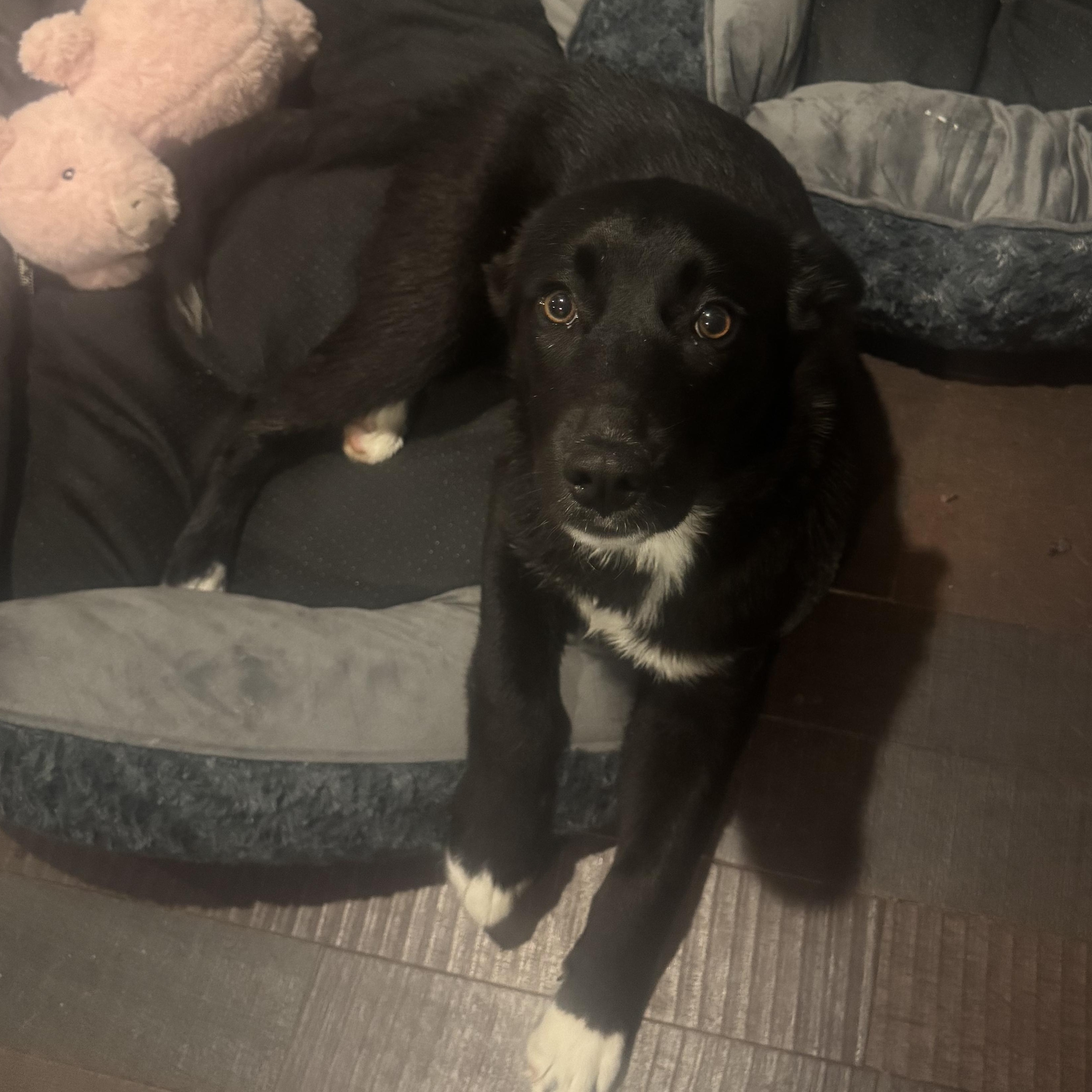 Enlarge Emma, a ADOPTABLE mixed breed in Newfoundland, NJ image 3/5