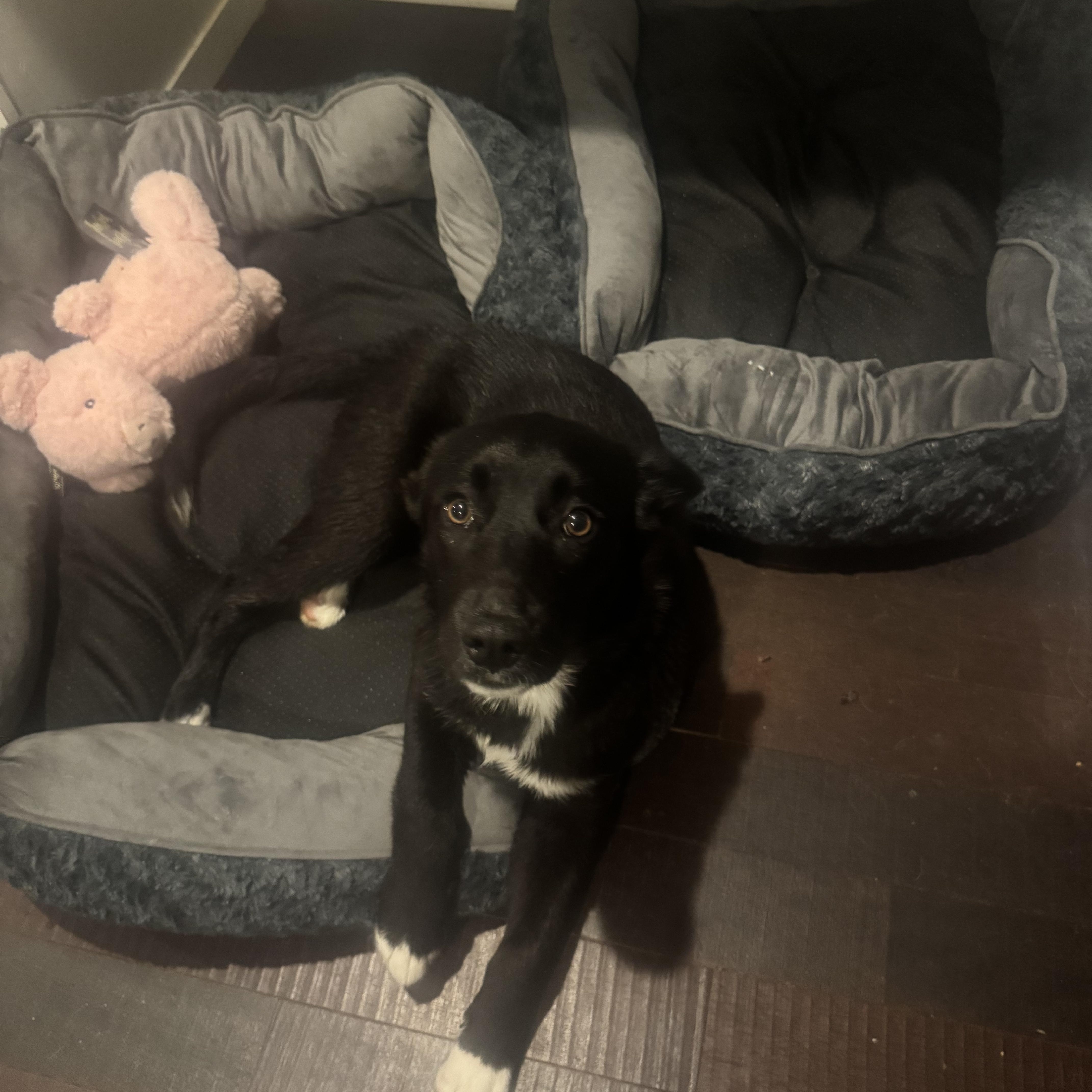 Emma, ADOPTABLE, Young Female Border Collie & Labrador Retriever.
