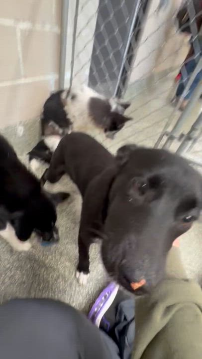 Enlarge Emma, a ADOPTABLE mixed breed in Newfoundland, NJ video 5/5