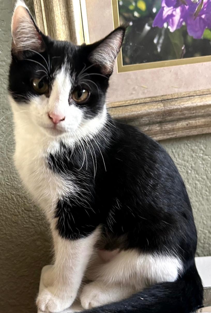 Mali, Adoptable, Young Female Domestic Short Hair.