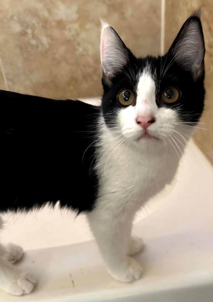 Enlarge Mali, a Adoptable Domestic Short Hair in Phoenix, AZ image 2/2