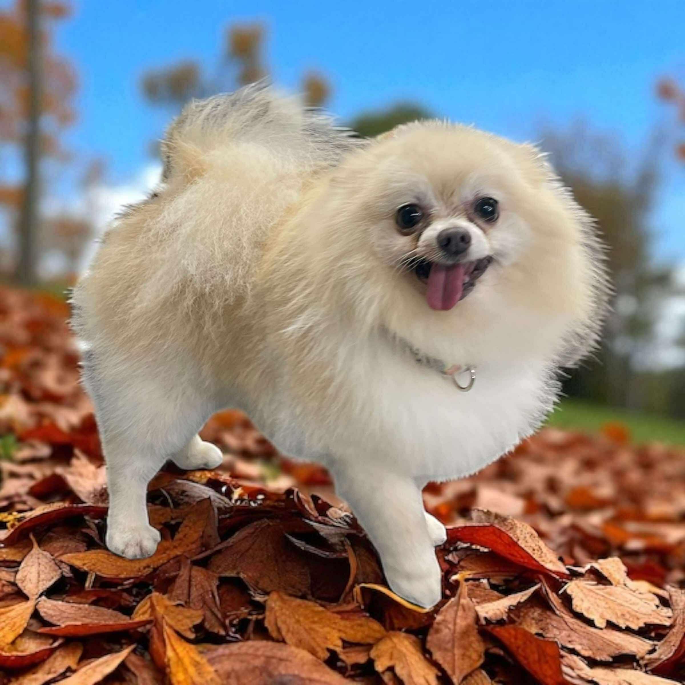 Oliver, Adoptable, Senior Male Pomeranian.