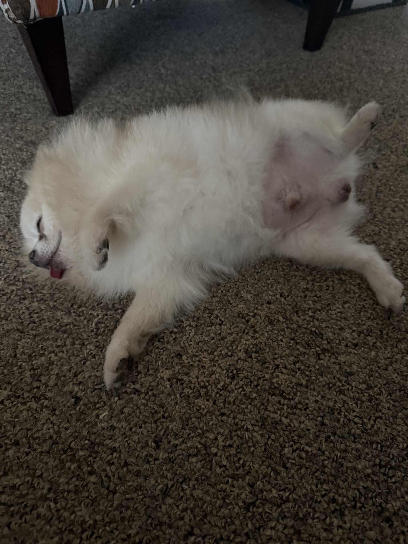 Oliver, an adopted Pomeranian in Clovis, CA image 2/3