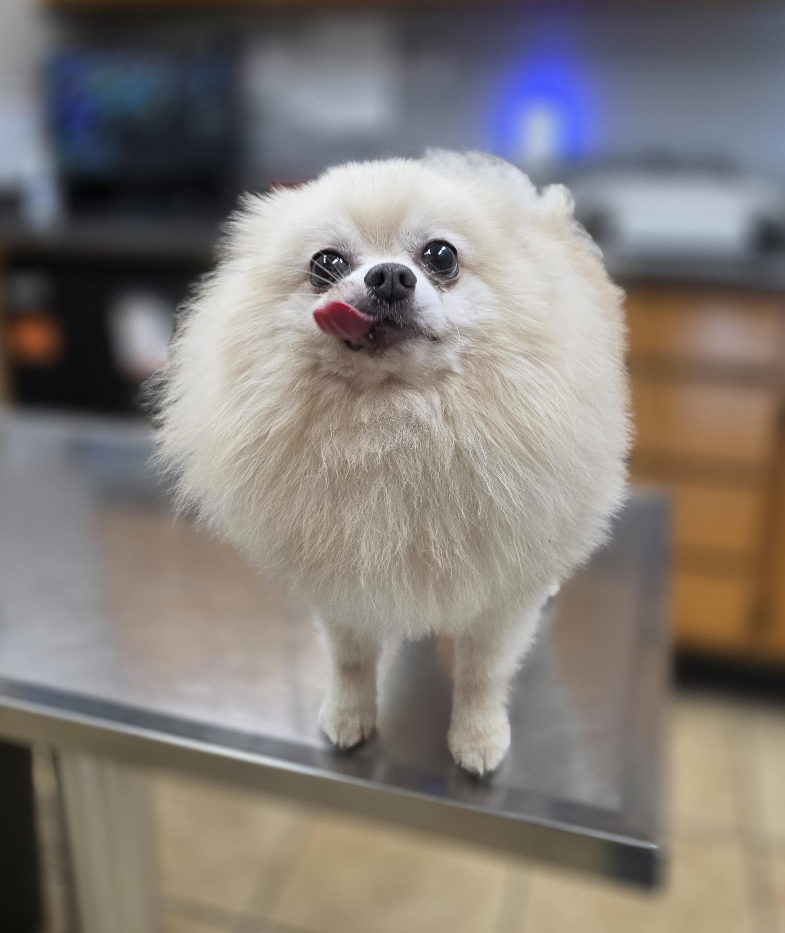 Oliver, an adopted Pomeranian in Clovis, CA image 3/3