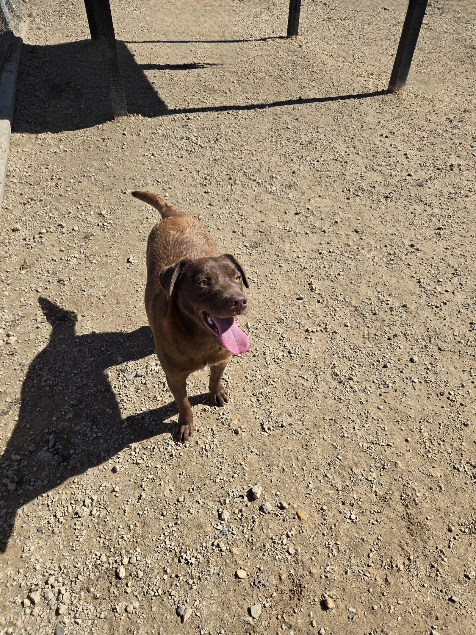 Petunia, a Adopted Chocolate Labrador Retriever in Maquoketa, IA image 1/3