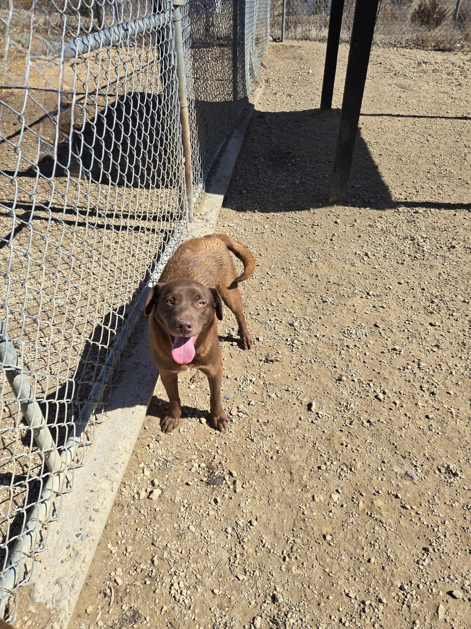 Petunia, a Adopted Chocolate Labrador Retriever in Maquoketa, IA image 2/3
