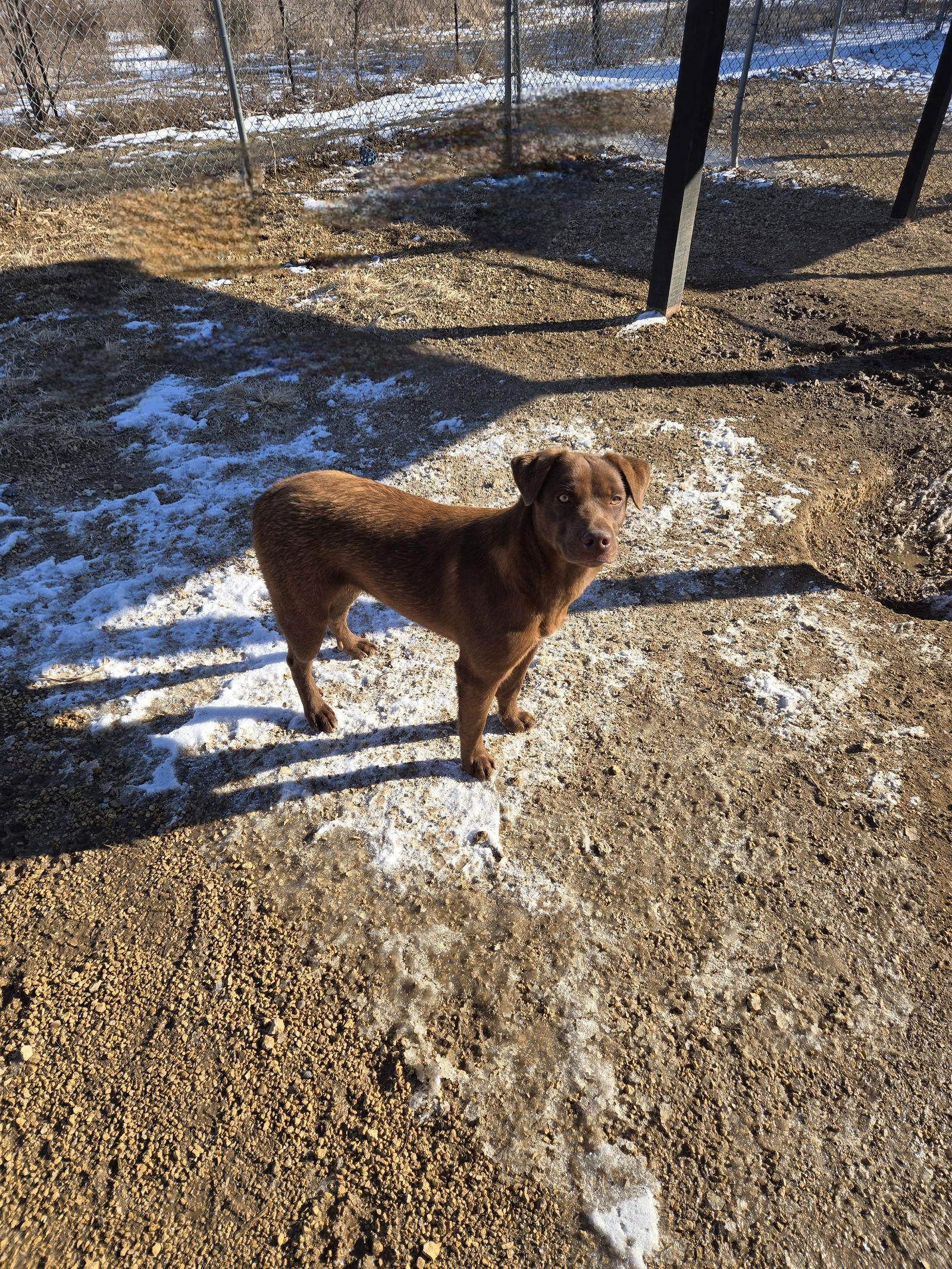 Petunia, a Adopted Chocolate Labrador Retriever in Maquoketa, IA image 3/3