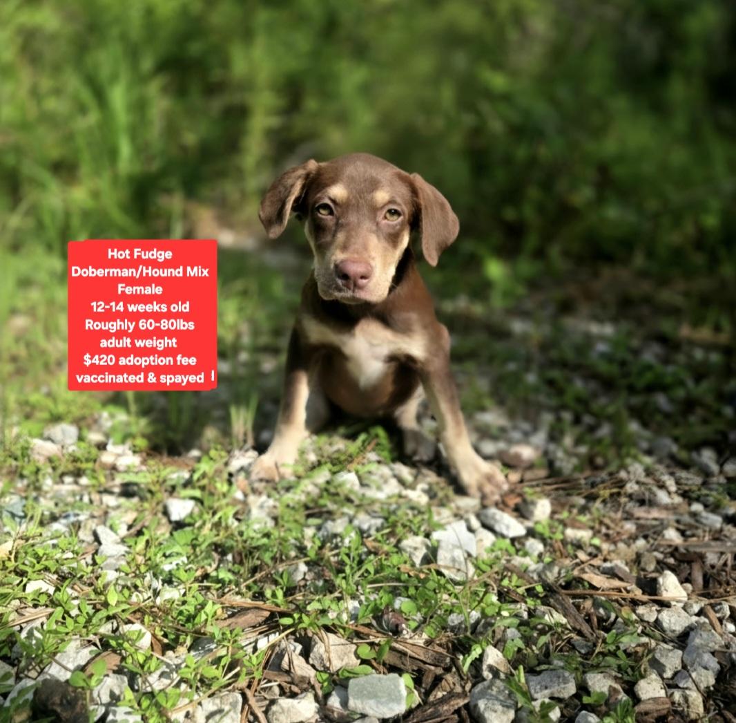 Enlarge Hot Fudge, a ADOPTABLE mixed breed in Oviedo, FL image 1/1