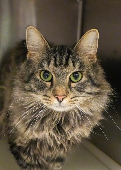 Enlarge Bridgerton 61963, a Adoptable mixed breed in Aiken, SC image 1/2