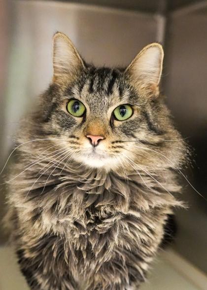 Enlarge Bridgerton 61963, a Adoptable mixed breed in Aiken, SC image 2/2