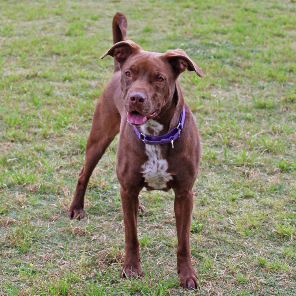 Enlarge Godiva, a Adoptable mixed breed in League City, TX image 1/6