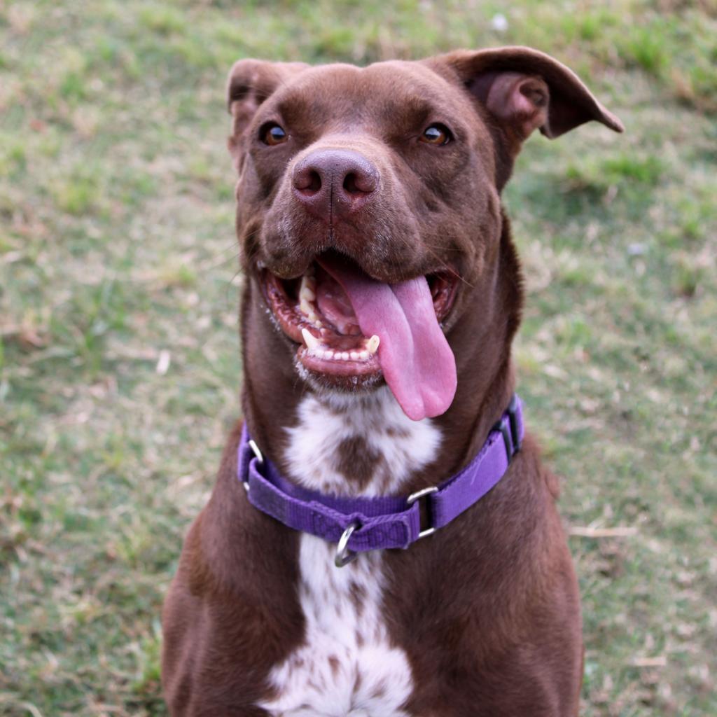Enlarge Godiva, a Adoptable mixed breed in League City, TX image 2/6