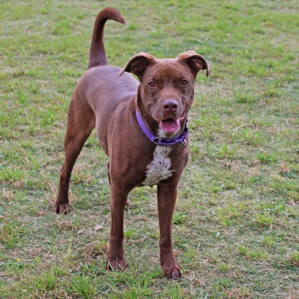 Enlarge Godiva, a Adoptable mixed breed in League City, TX image 3/6