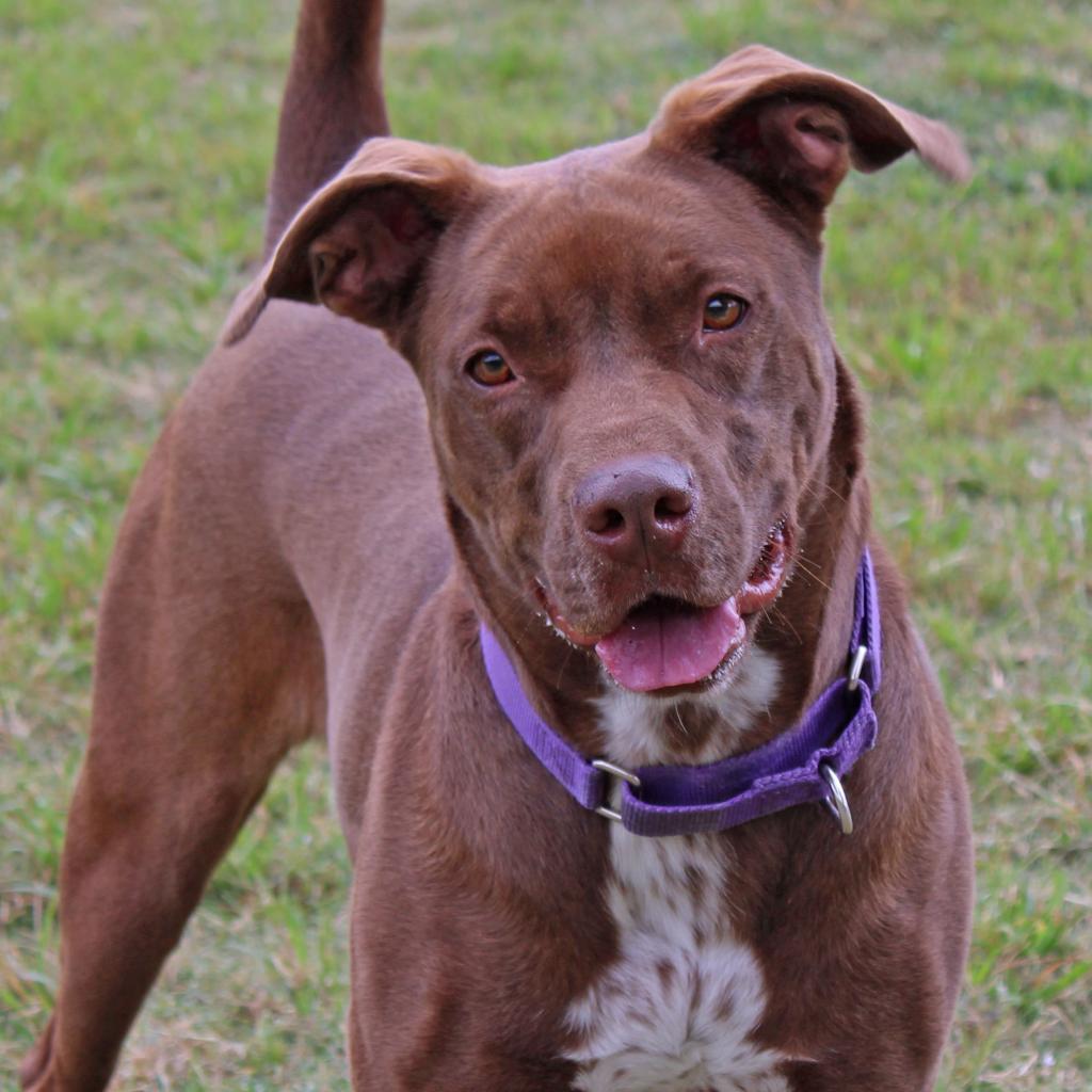 Enlarge Godiva, a Adoptable mixed breed in League City, TX image 4/6