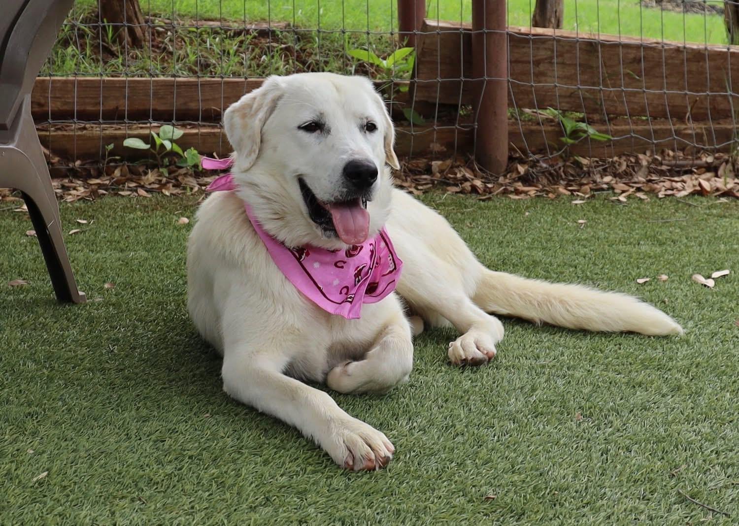 Enlarge Maeve, an adopted mixed breed in Southlake, TX image 3/6
