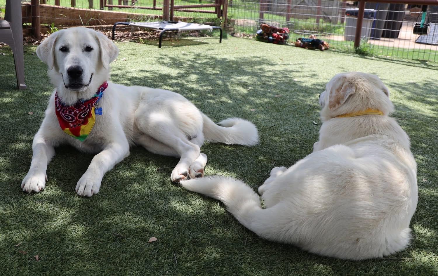 Enlarge Maeve, an adopted mixed breed in Southlake, TX image 5/6