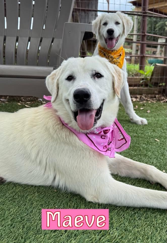 Enlarge Maeve, an adopted mixed breed in Southlake, TX image 1/6