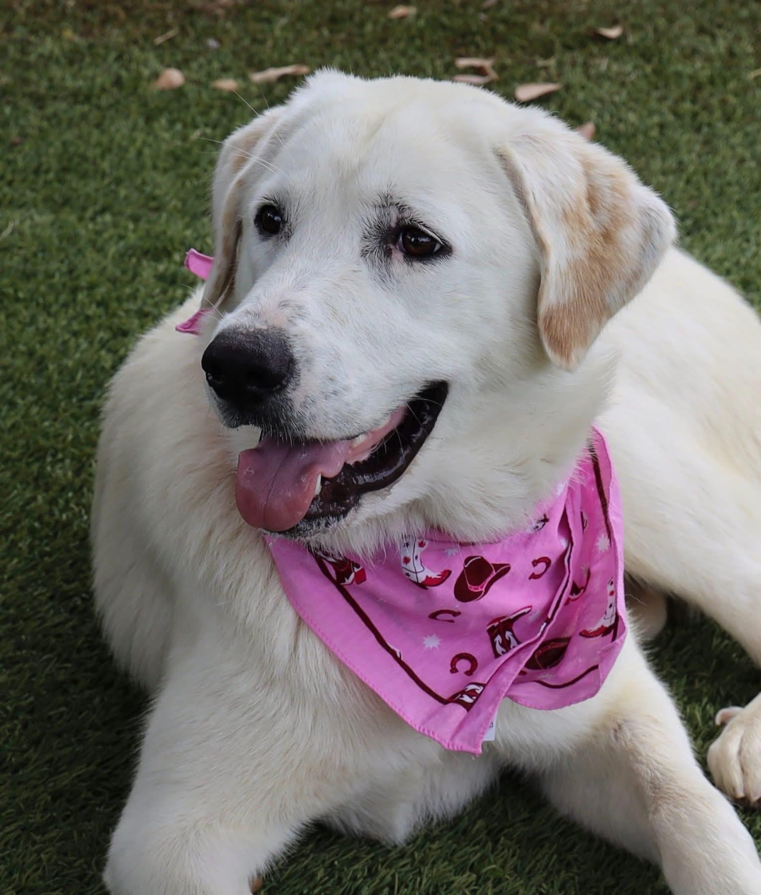 Enlarge Maeve, an adopted mixed breed in Southlake, TX image 2/6
