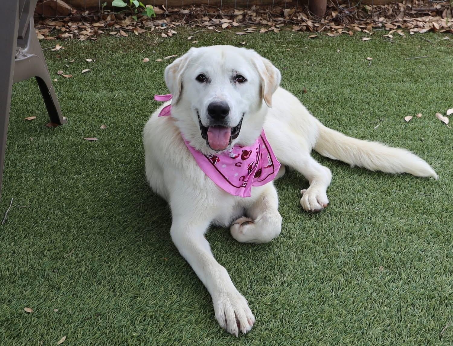 Enlarge Maeve, an adopted mixed breed in Southlake, TX image 6/6