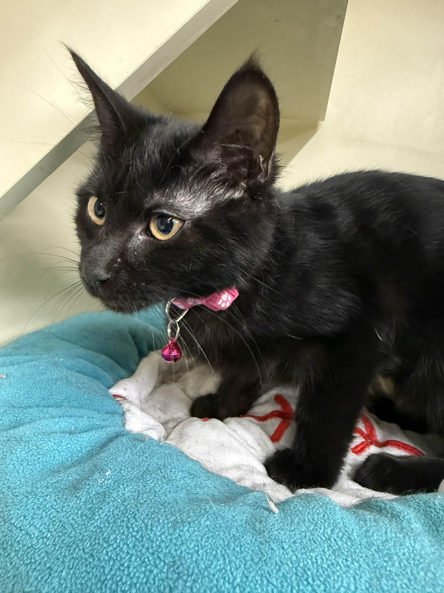 Enlarge Simone, a ADOPTABLE mixed breed in Beckley, WV image 1/2