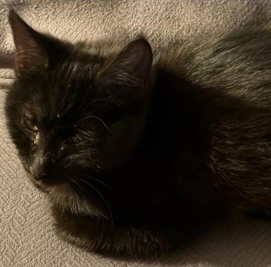 Enlarge Simone, a ADOPTABLE mixed breed in Beckley, WV image 2/2