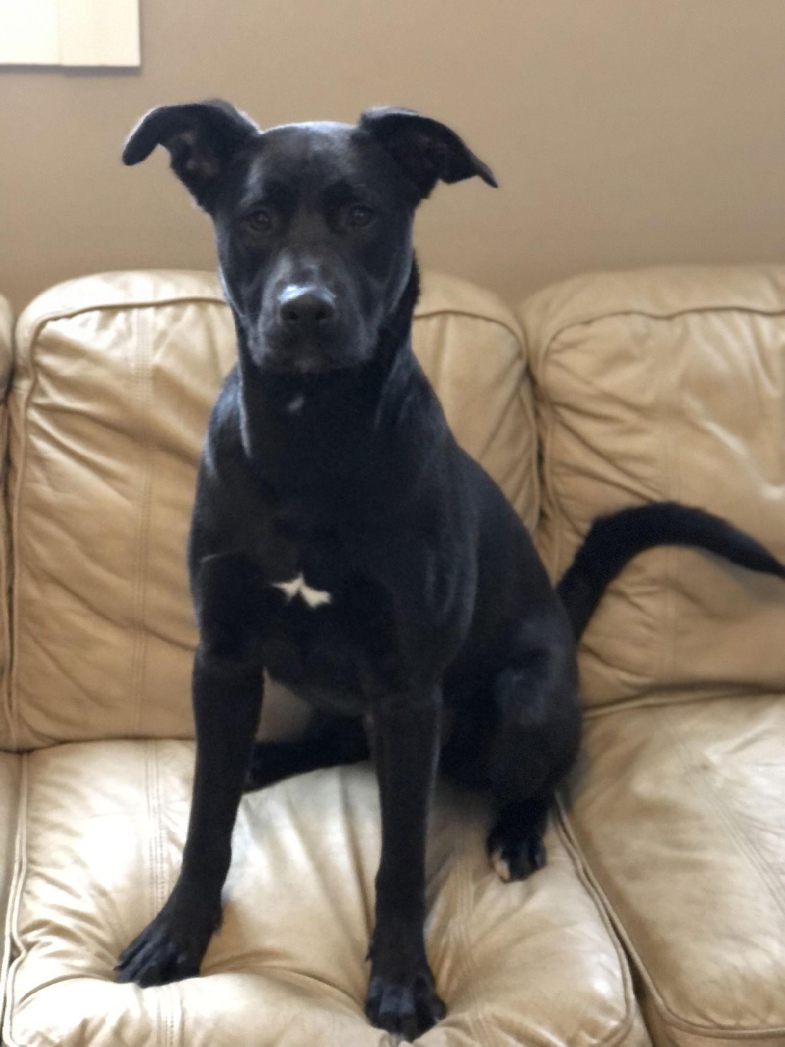 Enlarge McKenna, a Adoptable German Shepherd Dog in Elkins, WV image 1/3