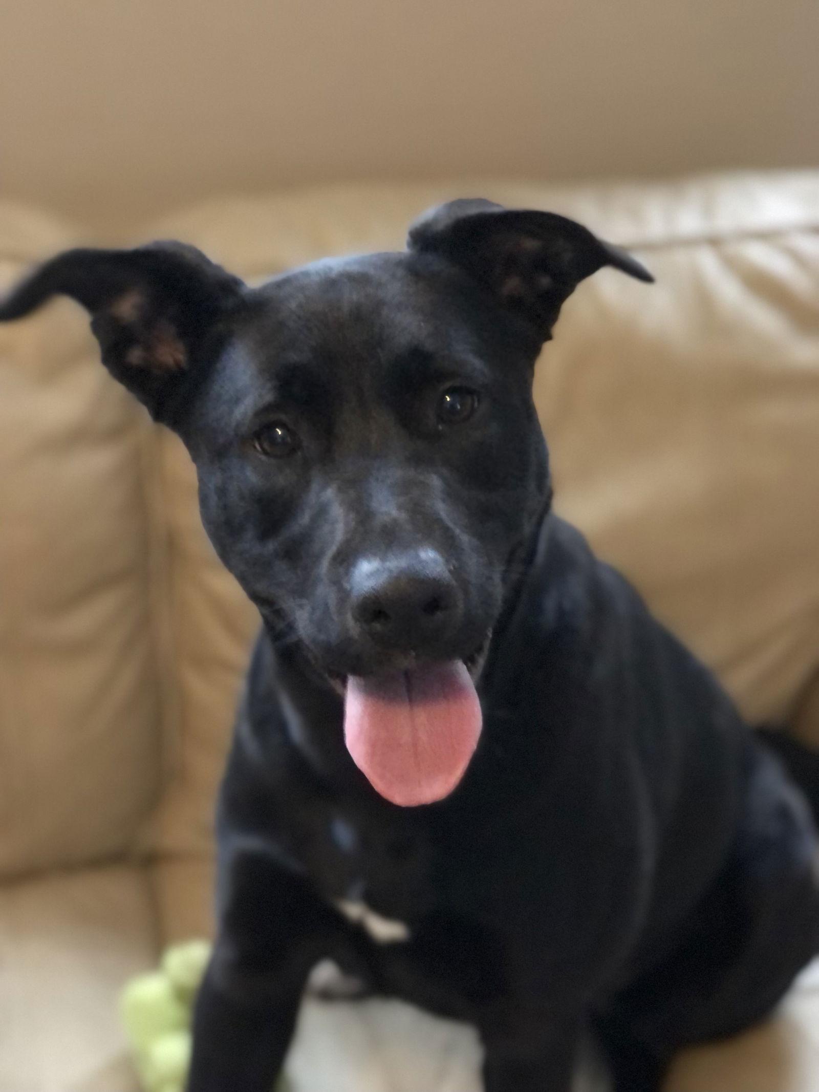 Enlarge McKenna, a Adoptable German Shepherd Dog in Elkins, WV image 2/3