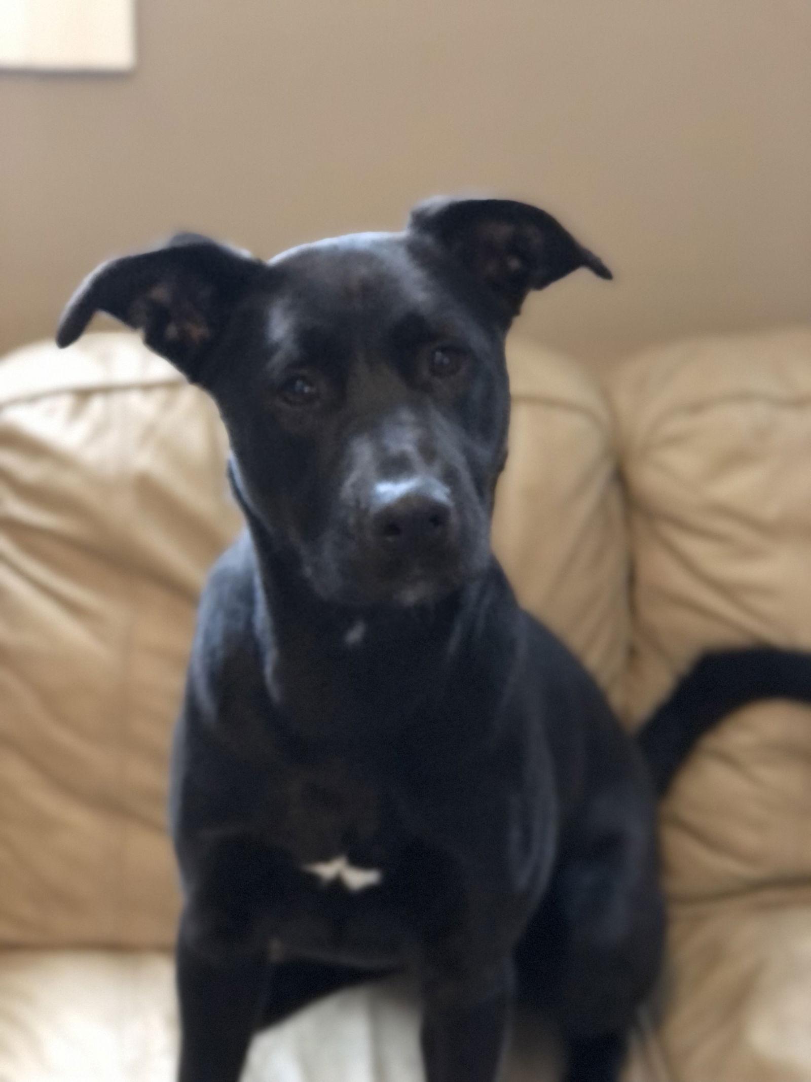 Enlarge McKenna, a Adoptable German Shepherd Dog in Elkins, WV image 3/3