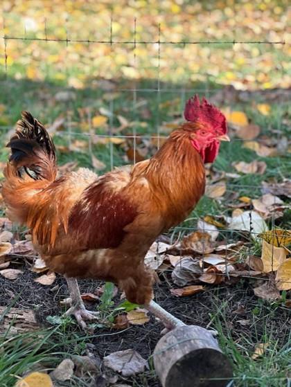 Bert, a Adoptable Chicken in Eugene, OR image 1/3