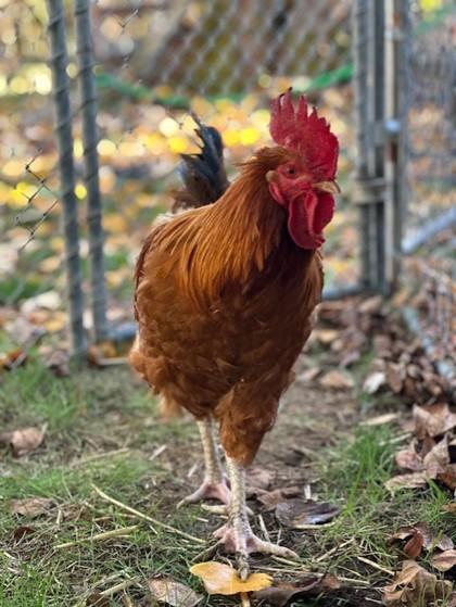 Bert, a Adoptable Chicken in Eugene, OR image 2/3
