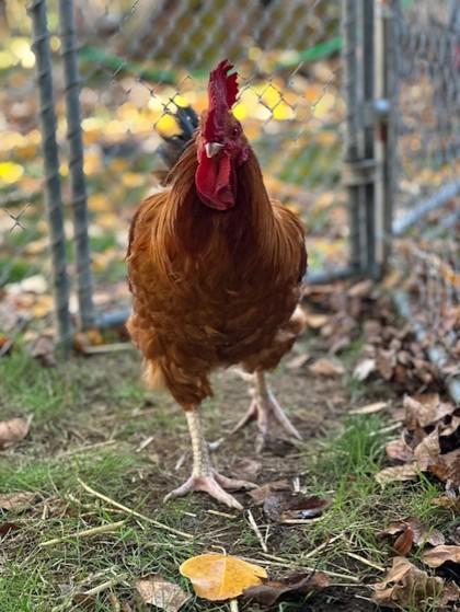 Bert, a Adoptable Chicken in Eugene, OR image 3/3
