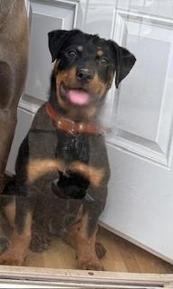 Coochie Coo, ADOPTABLE, Young Male Rottweiler.