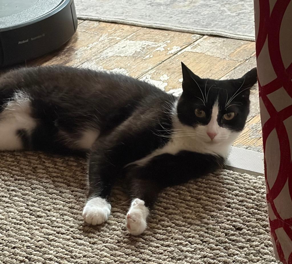 Bandit, Adoptable, Young Female Domestic Short Hair.