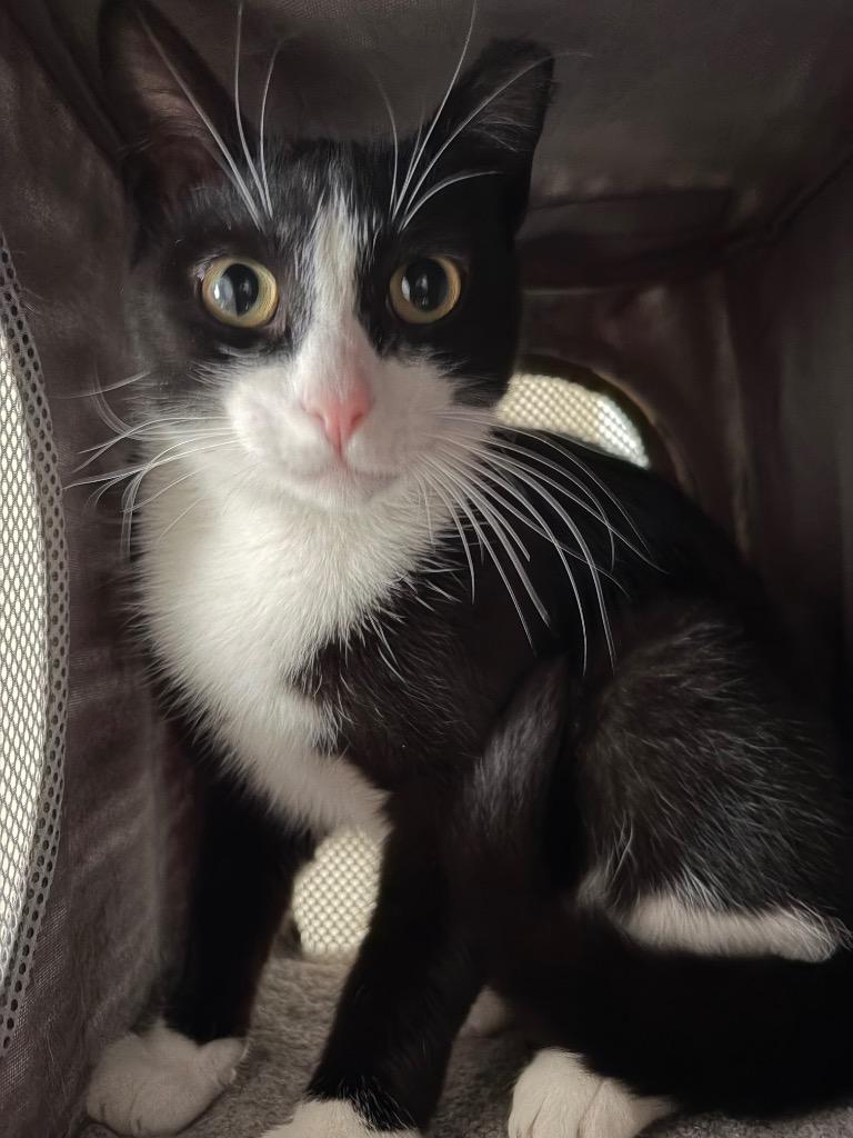 Enlarge Bandit, a Adoptable mixed breed in Fond Du Lac, WI image 2/4
