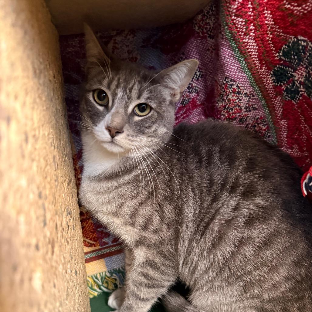 Enlarge Murdock, a Adoptable Domestic Medium Hair in Santa Barbara, CA image 1/6