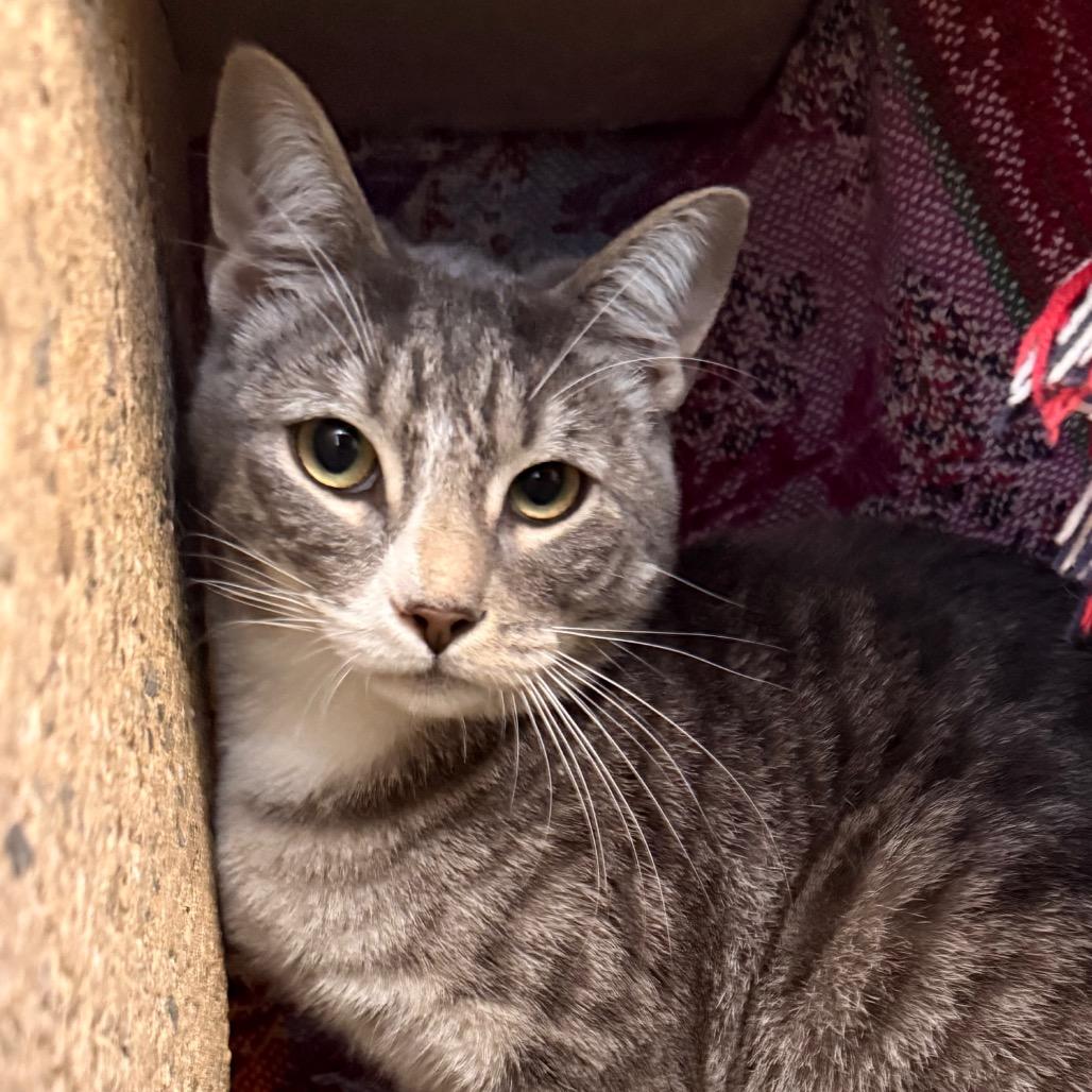 Enlarge Murdock, a Adoptable Domestic Medium Hair in Santa Barbara, CA image 2/6