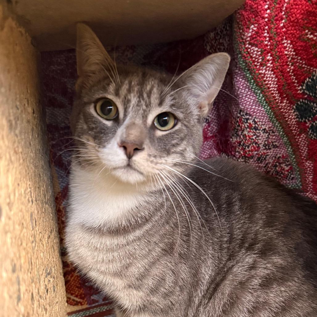 Enlarge Murdock, a Adoptable Domestic Medium Hair in Santa Barbara, CA image 3/6