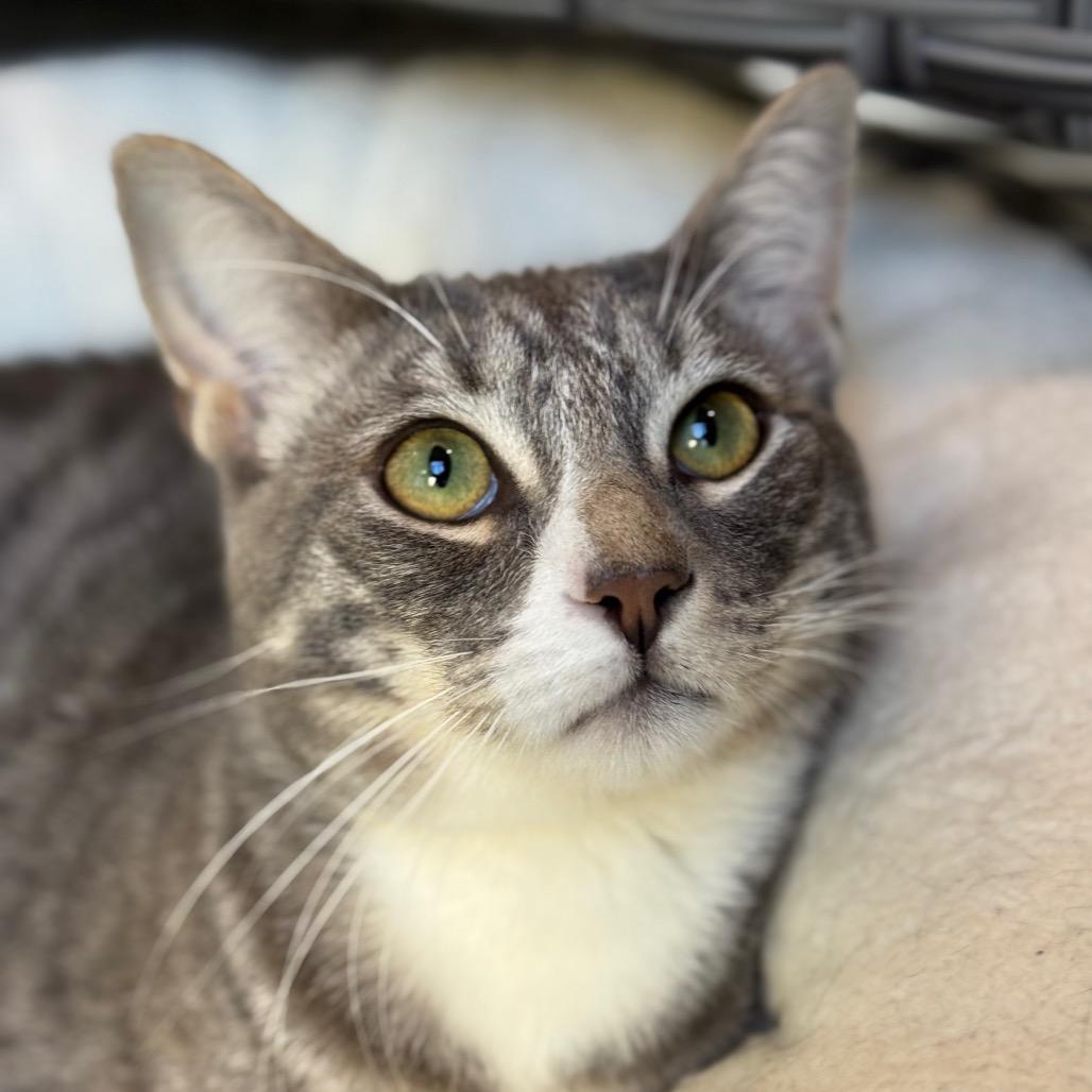 Enlarge Murdock, a Adoptable Domestic Medium Hair in Santa Barbara, CA image 4/6