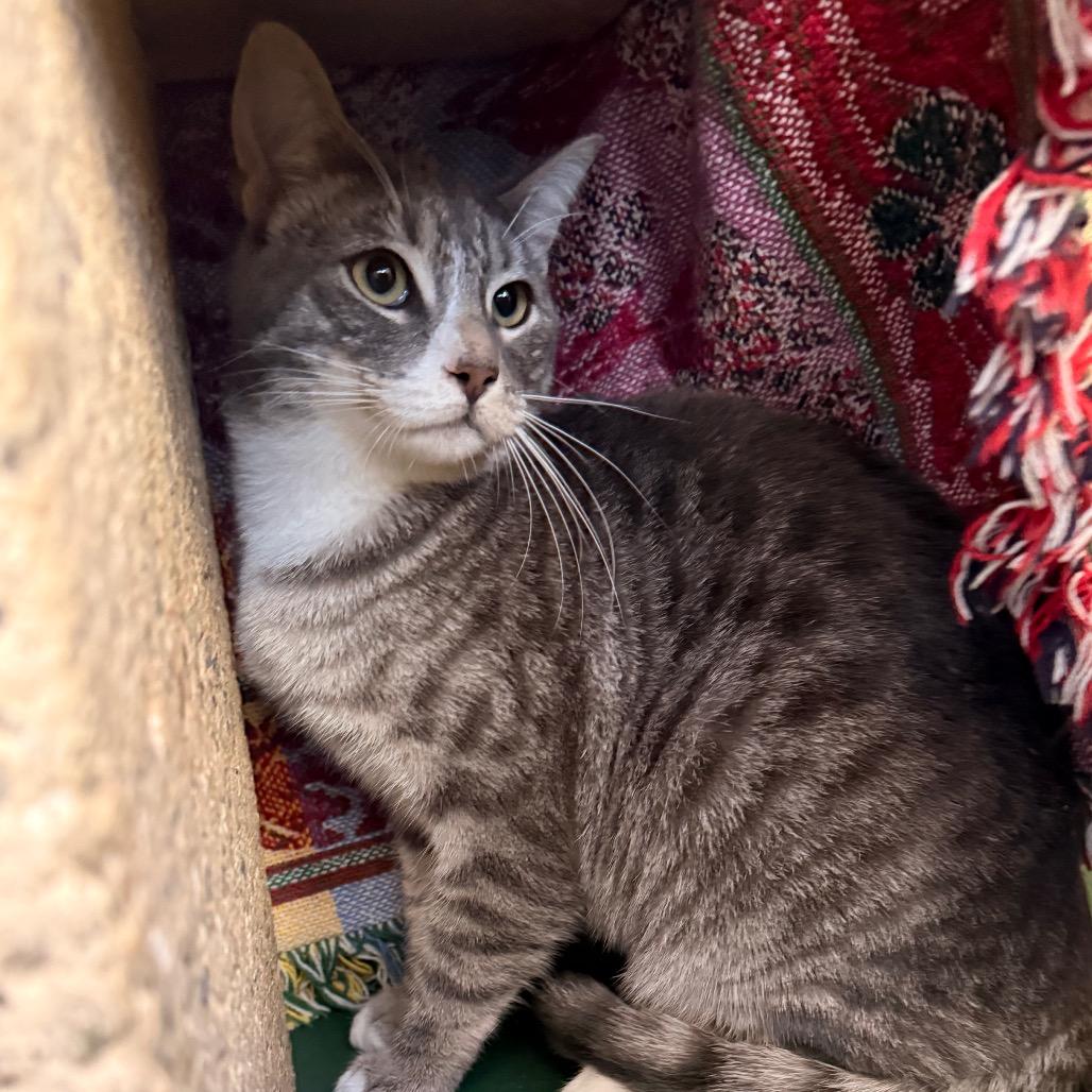 Enlarge Murdock, a Adoptable Domestic Medium Hair in Santa Barbara, CA image 5/6