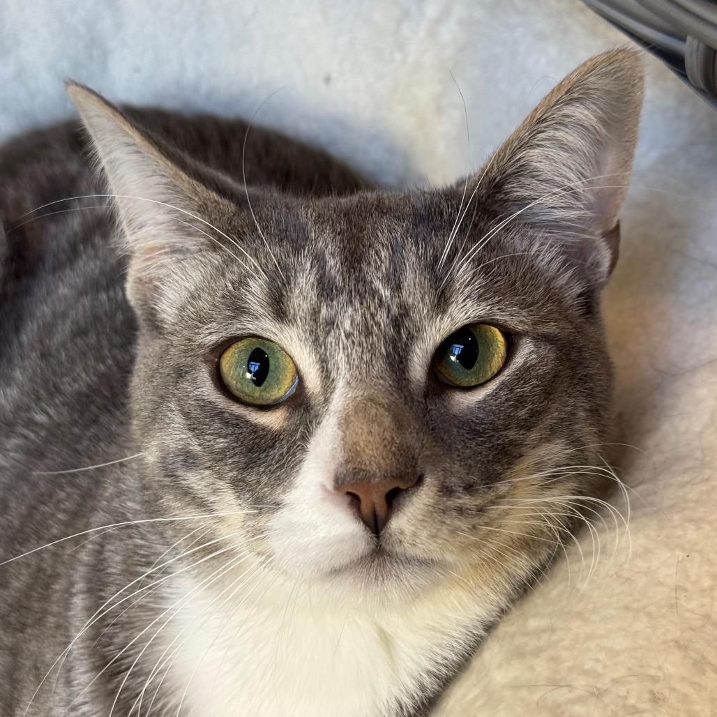 Enlarge Murdock, a Adoptable Domestic Medium Hair in Santa Barbara, CA image 6/6