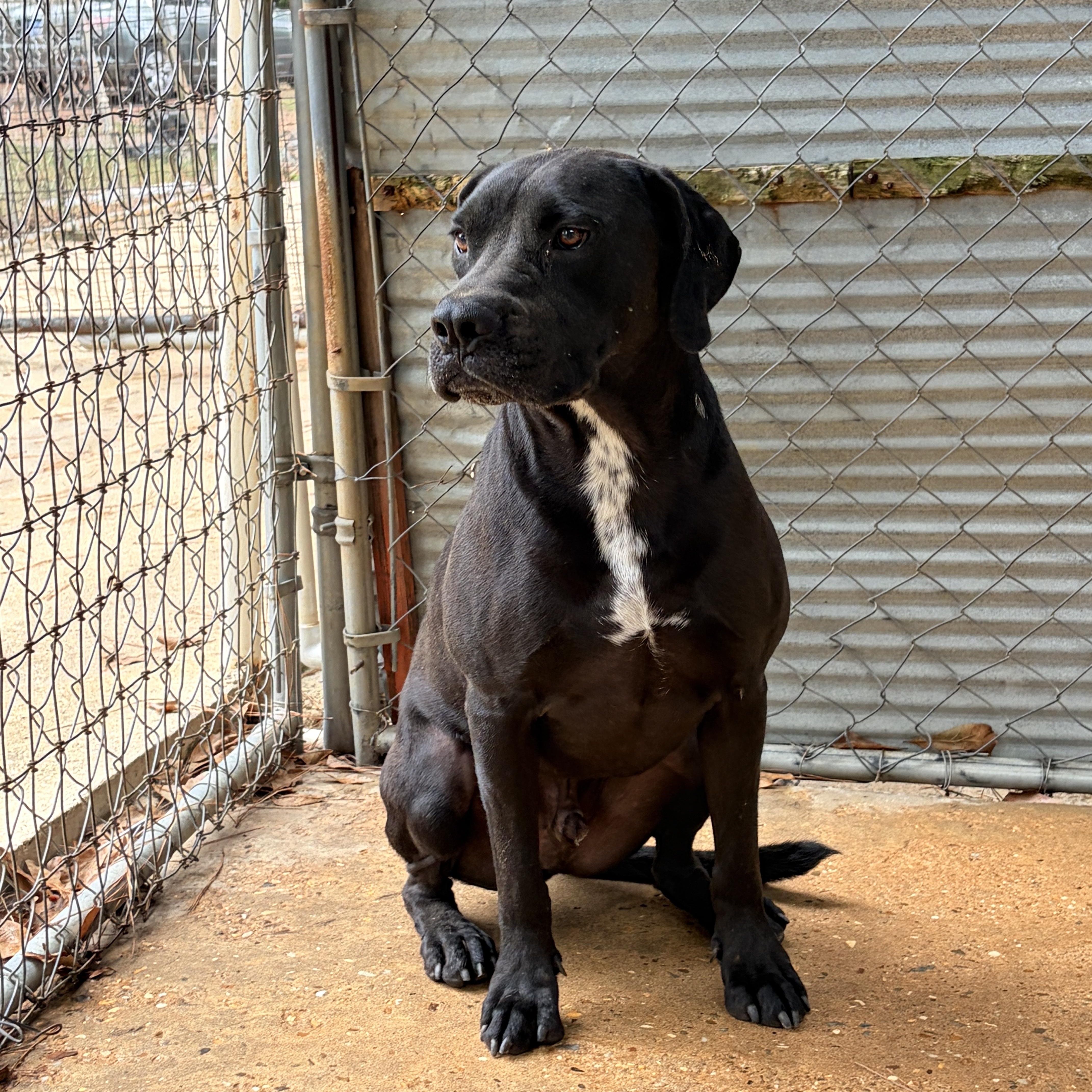Chesney, Adoptable, Adult Male Hound & Black Labrador Retriever.