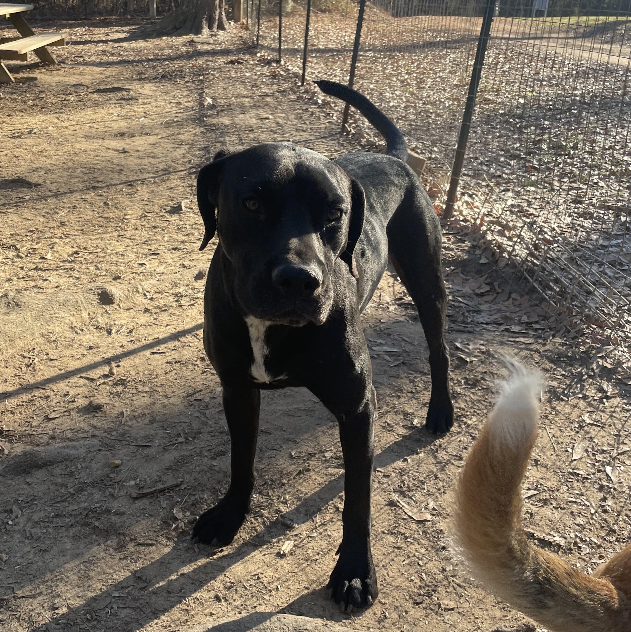 Enlarge Chesney, a Adoptable Hound in Ruston, LA image 1/2