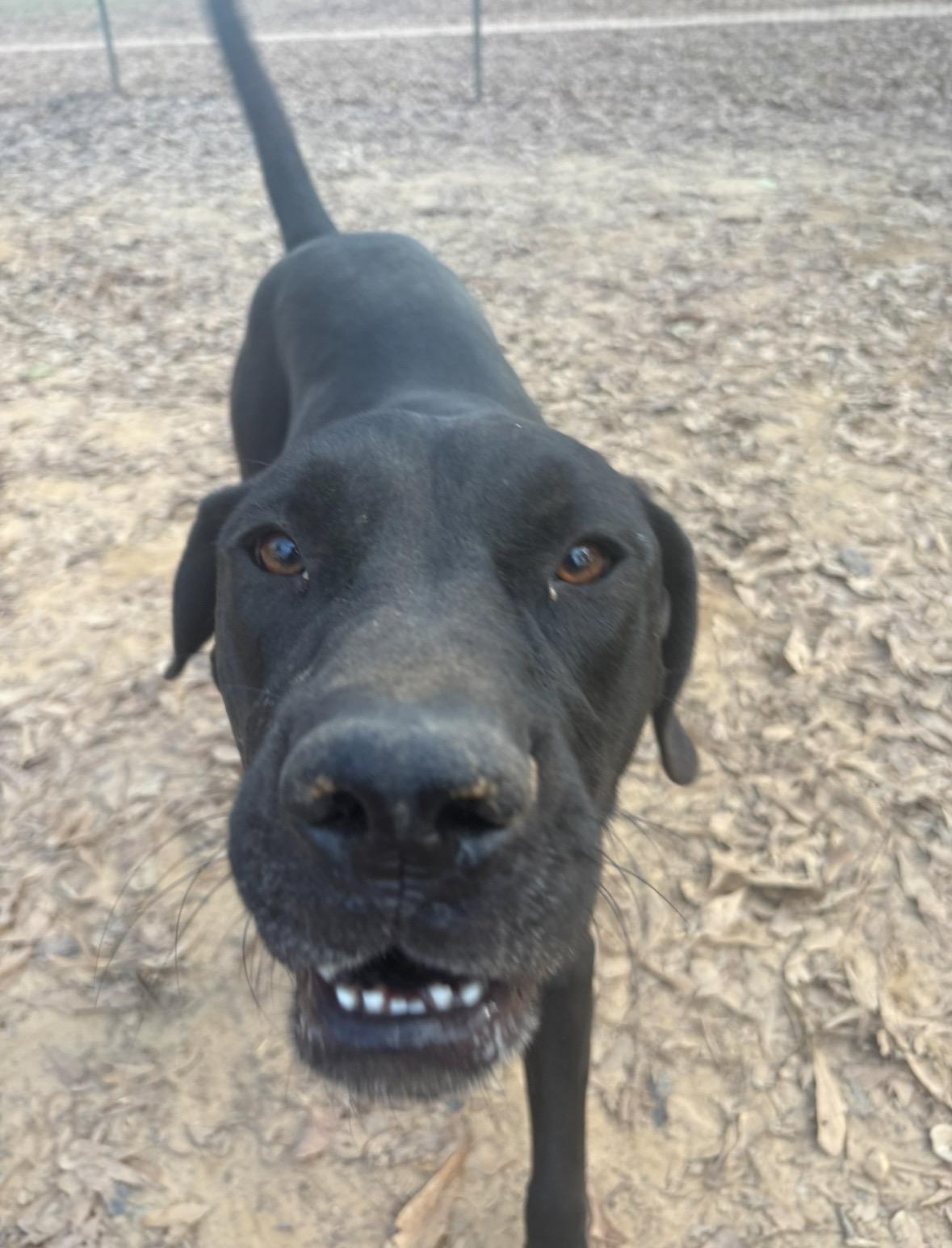 Chesney, Adoptable, Adult Male Hound & Black Labrador Retriever.
