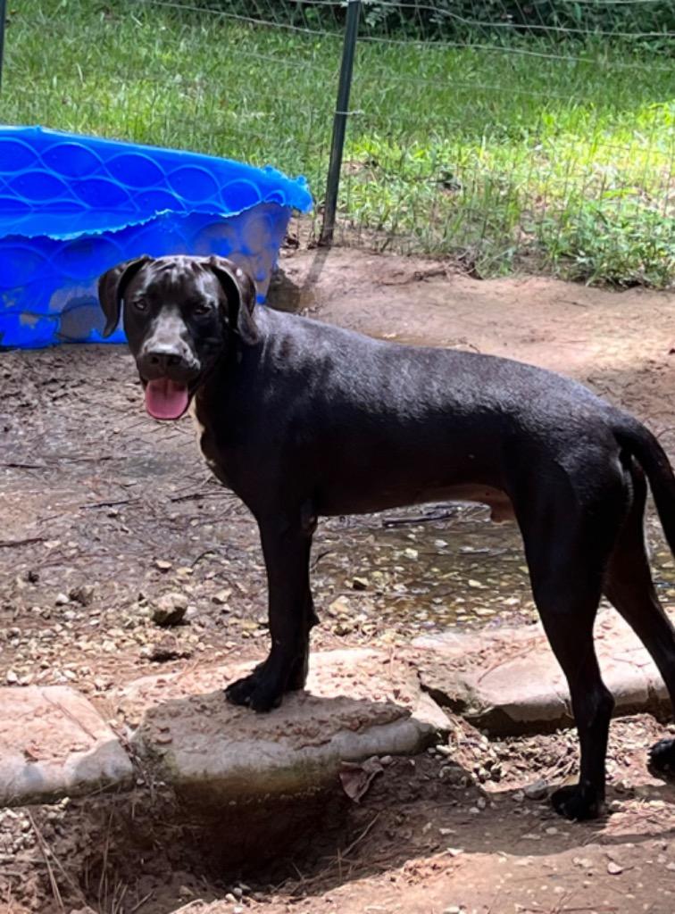 Chesney, Adoptable, Adult Male Terrier.