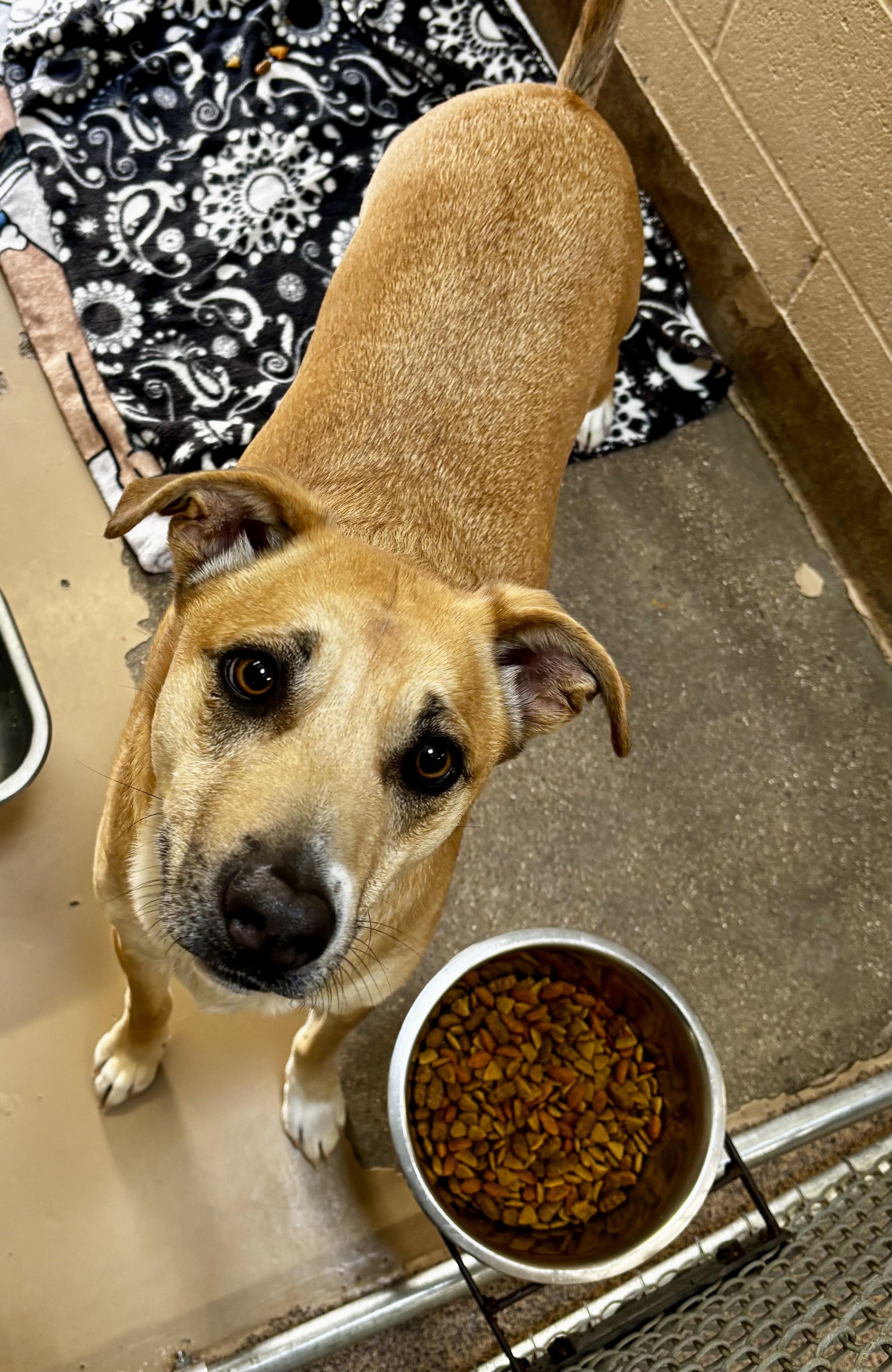 Enlarge Coco, an adopted Black Mouth Cur in Sierra Vista, AZ image 1/1