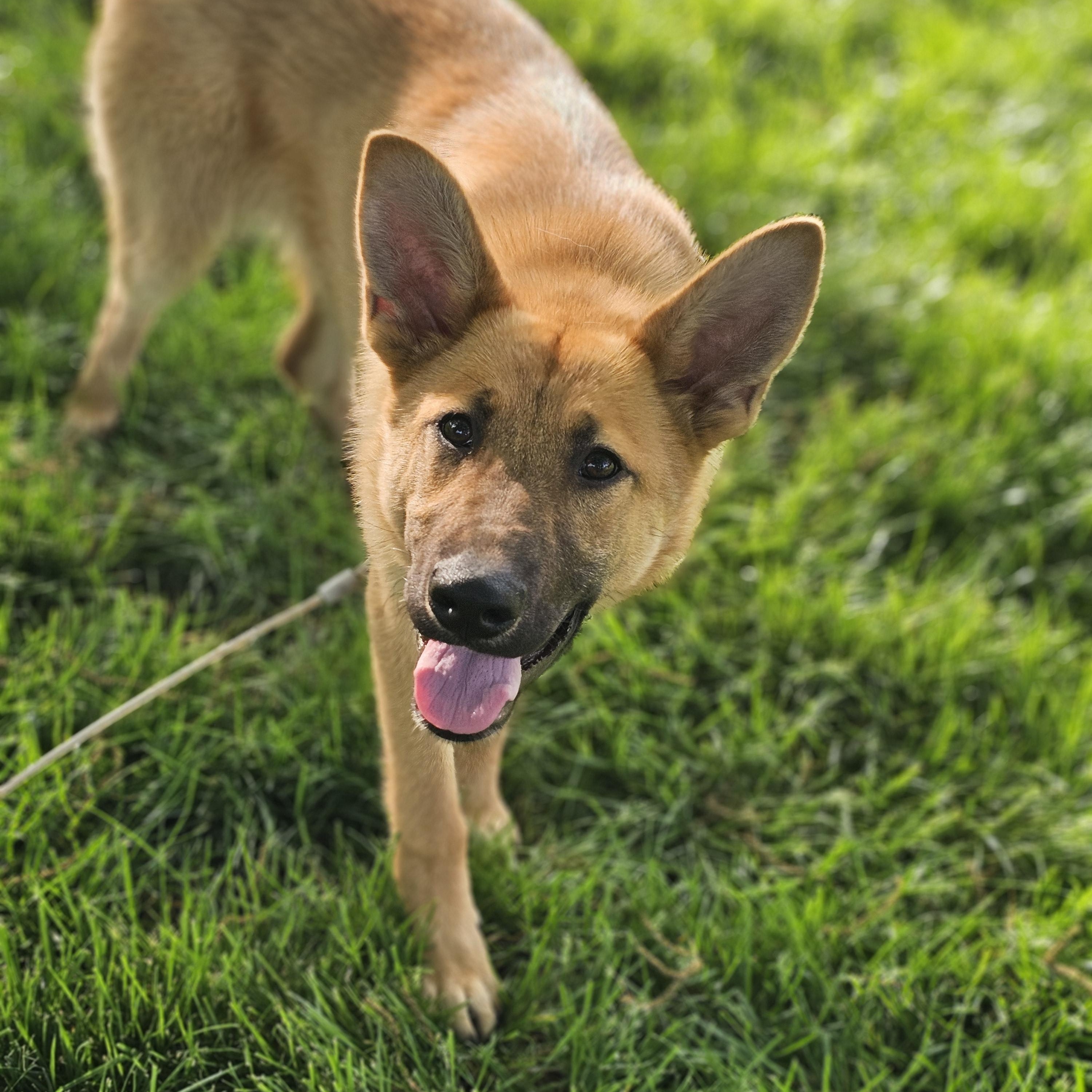 Enlarge Sunflower , a ADOPTABLE mixed breed in O Fallon, IL image 5/6
