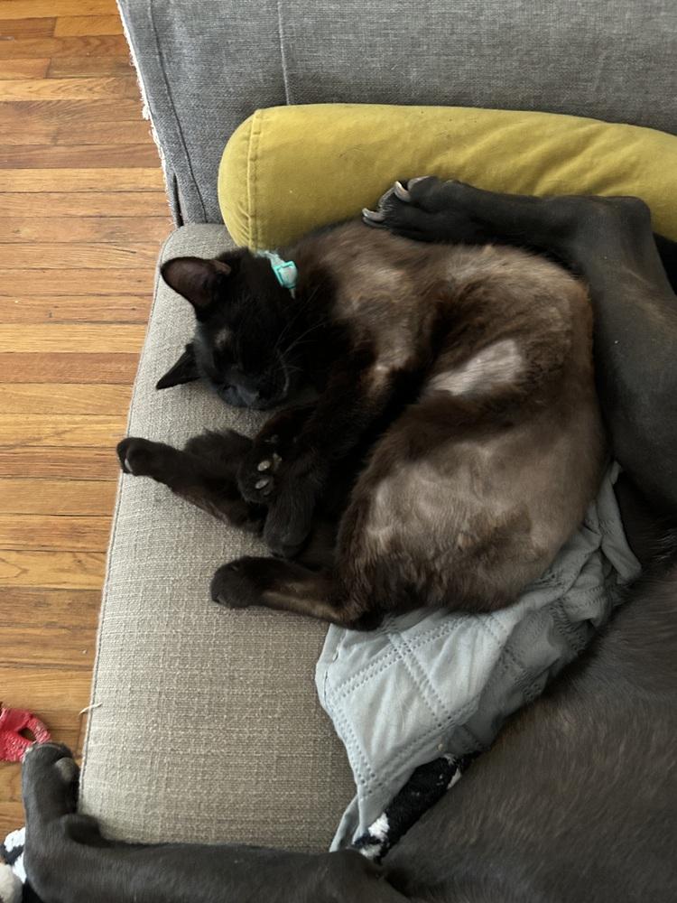 Buzz, Adoptable, Young Female Domestic Short Hair.